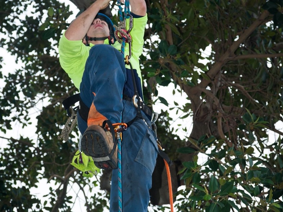 Qualified arborist working in a mature tree during an Enviro Trees UK survey in Herefordshire