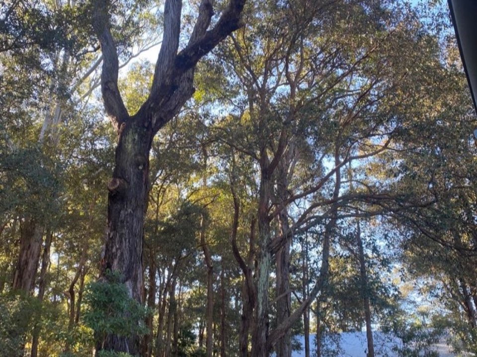 Mature trees in Herefordshire parkland with a property visible in the background